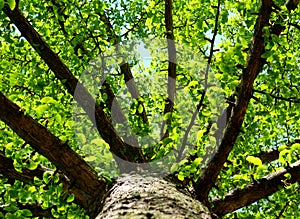 Ginkgo biloba tree in spring with fresh bright green foliage photo