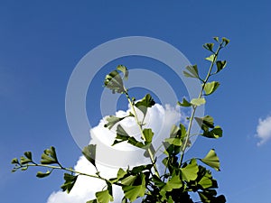 Ginkgo Biloba tree twigs closeup with fresh green leaves under blue sky photo