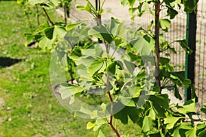 Ginkgo biloba trees saplings in the house garden