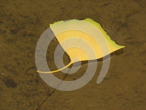 Ginkgo Biloba Yellow Leaf floating in water. Autumn. Nature.