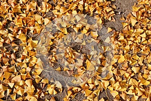 Ginkgo bilobal tree leaves background