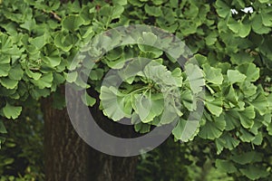 Ginkgo bilova green foliage