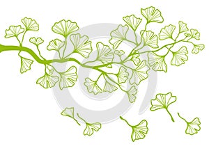 Ginkgo branch with leaves, vector