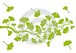 Ginkgo branch with leaves, vector