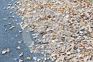 Ginkgo fallen leaves on asphalt road in early winter