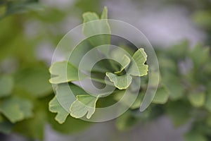 Ginkgo Fastigiata leaves