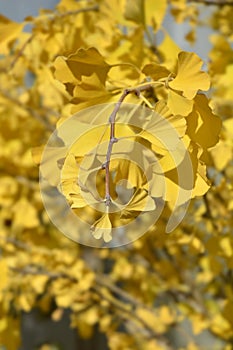 Ginkgo Fastigiata leaves