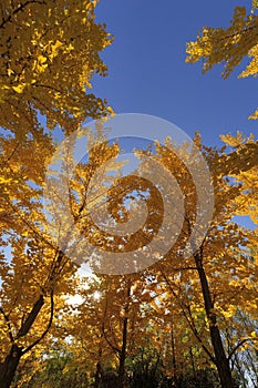 The ginkgo forest in autumn