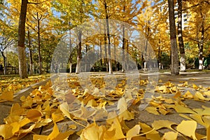 The ginkgo forest in autumn