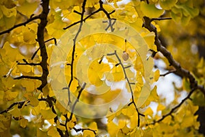 Ginkgo fruit seed herb yellow leaves tree