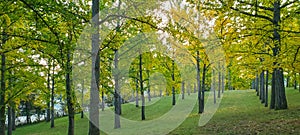 Ginkgo Grove of Trees in Boyce Virginia