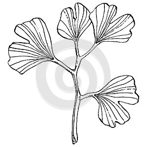 Ginkgo herbal plant by hand drawing sketch