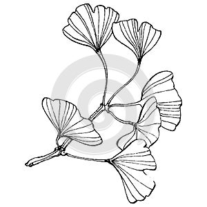 Ginkgo herbal plant by hand drawing sketch