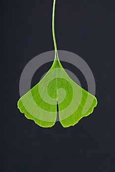Ginkgo leaf
