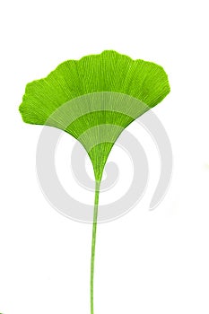 Ginkgo leaf