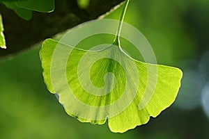 Ginkgo Leaf