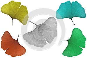 Ginkgo leaf