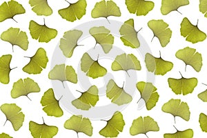 Ginkgo leaf, Ginkgo biloba