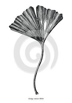 Ginkgo leaf hand draw vintage clip art isolated on white background