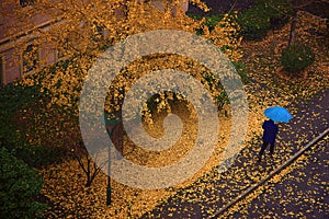 Ginkgo leaf on street