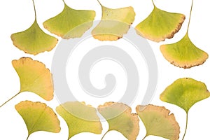 Ginkgo leafs frame