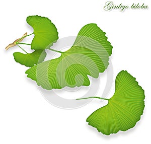 Ginkgo leaves,