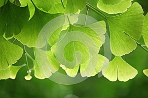 Gingko hojas 