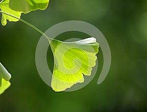 Ginkgo leaves