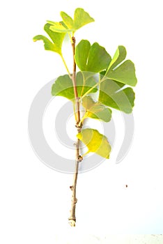 GINKGO BRANCH
