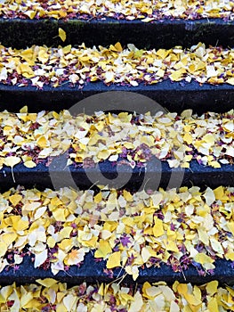 Ginkgo leaves on the stone steps