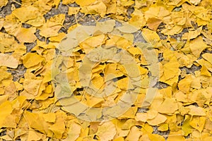 Ginkgo leaves on the floor during late autumn
