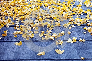 Ginkgo leaves on ground