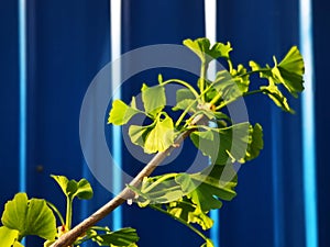 Ginkgo leaves growing with activity