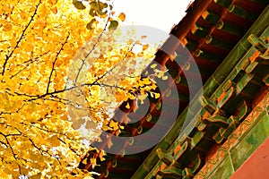 ginkgo leaves next to the eaves of a traditional Chinese building, taken at the famous Ming Xiaoling Mausoleum in Nanjing