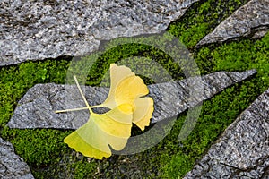 Ginkgo leaves on stone and moss