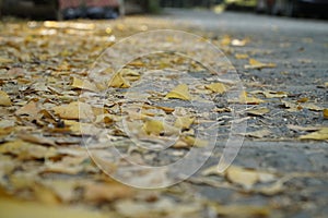 ginkgo leaves are on the stone road, autumn, Tengchong City,  West of China