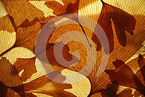 Ginkgo leaves texture