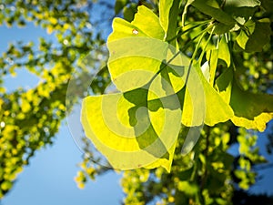 Ginkgo Leaves Turning from Green to Yellow