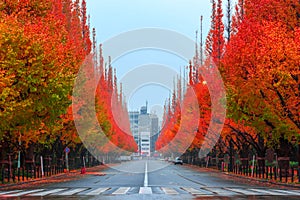 Ginkgo line tree in autumn