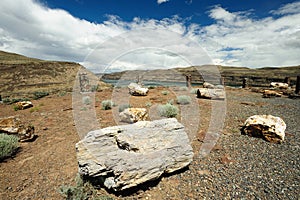 Ginkgo petrified fossil