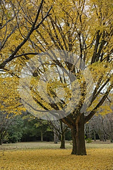 Ginkgo's Golden Embrace: A Moment of Autumn Brilliance