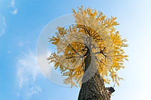 Ginkgo tree