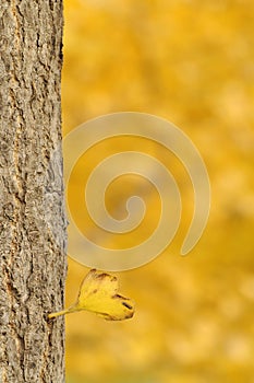 Ginkgo tree in an autumn day