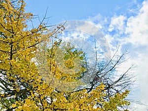 Ginkgo tree and blue sky with white clouds