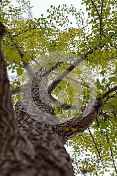 Ginkgo tree bottom view, branches. Forest