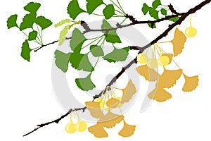 Ginkgo Tree Branch - Illustration