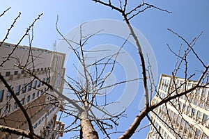 Ginkgo tree after deciduous