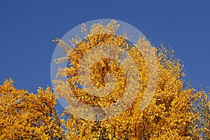 Ginkgo tree (Ginkgo biloba), yellow colored leaves in autumn