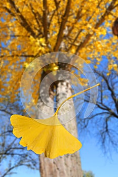 Ginkgo Tree leaf Falling