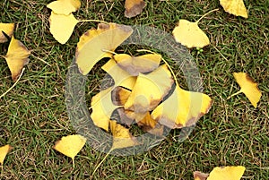 Ginkgo tree leaves on grassplot photo